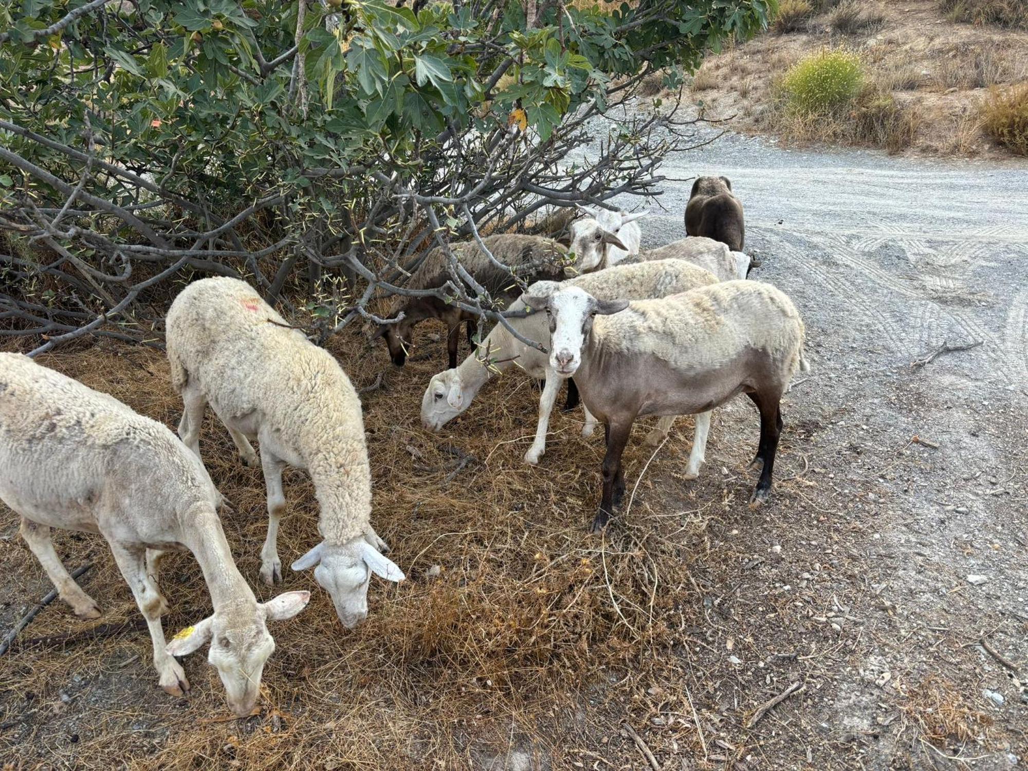 Cortijo La Vista Villa ออร์กิวา ภายนอก รูปภาพ